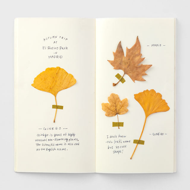 Traveler's Notebook Refill 025 (Regular Size) — MD Paper Cream — detail