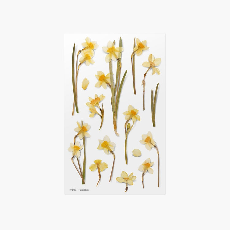 Appree Pressed Flower Sticker Narcissus