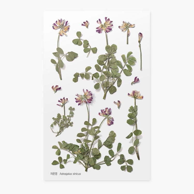 Appree Pressed Flower Sticker Astragalus sinicus